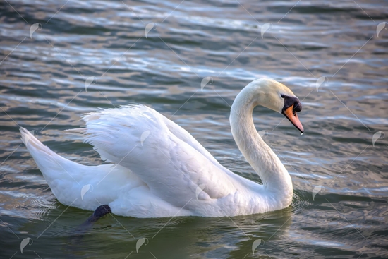 Picture of White Swan