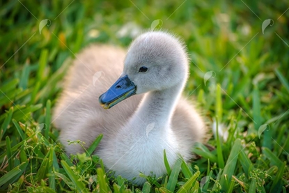Picture of Swan Duckling
