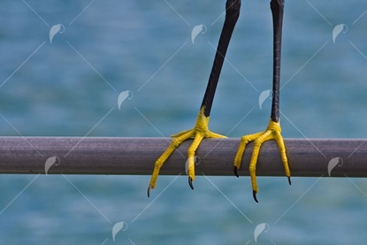 Picture of White Egret Feet