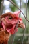 Picture of Chicken & chicken wire