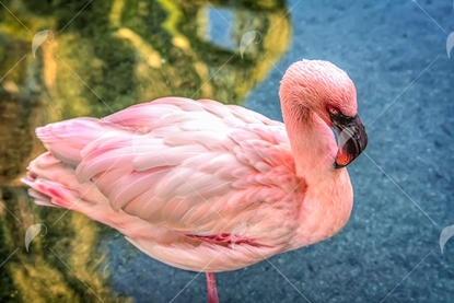 Picture of Lesser Pink Flamingo