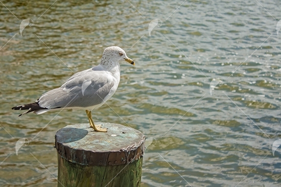 Picture of Ring-billed Seagull on dock