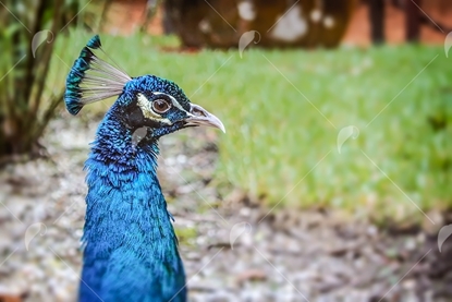Picture of Blue Indian Peacock