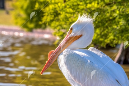 Picture of White Pelican By Water