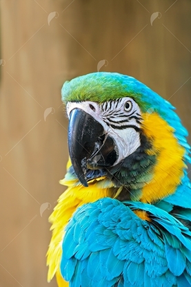 Picture of Blue and Gold Macaw
