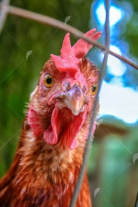 Picture of Chicken Head