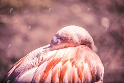 Picture of Pink Flamingo Eye