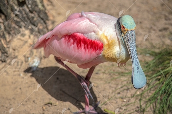 Picture of Pink Spoonbill