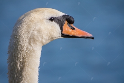 Picture of Swan Head