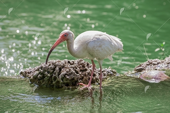 Picture of White Ibis in Water