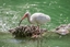 Picture of White Ibis in Water
