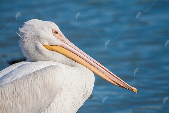 Picture of White Pelican