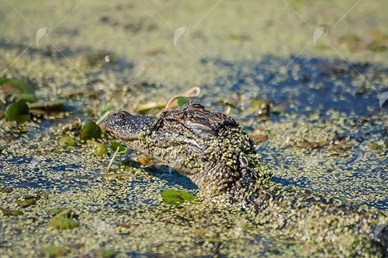 Picture of Baby Gator In the Swamp