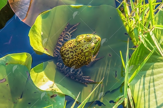 Picture of Bullfrog on a Lillypad