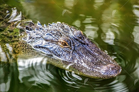 Picture of Large Florida Alligator in Water