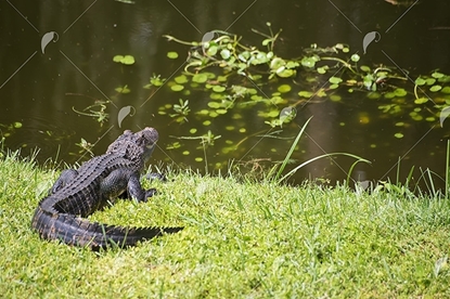 Picture of Alligator in the Grass