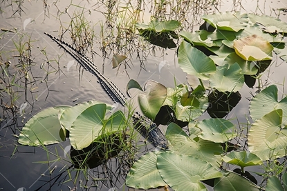 Picture of Alligator in the Lilypads