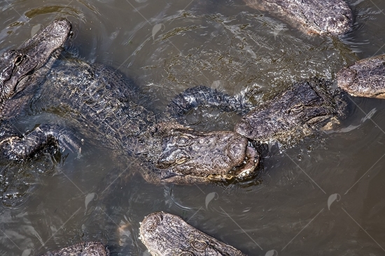 Picture of Group of Alligators in The Lake