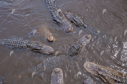 Picture of Group of Alligators in The Lake 2