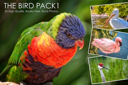 Picture of Bird Photo Pack One