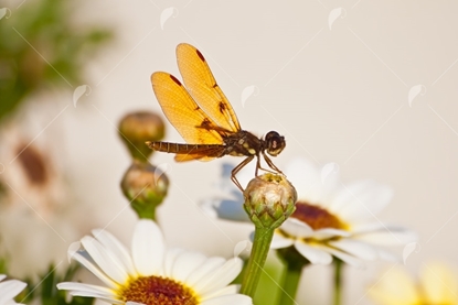 Picture of Amberwing Dragonfly