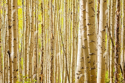Picture of Aspen Tree Forest