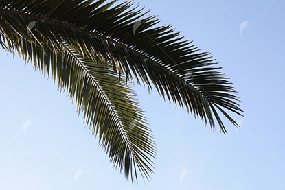 Picture of Date Palm Branch