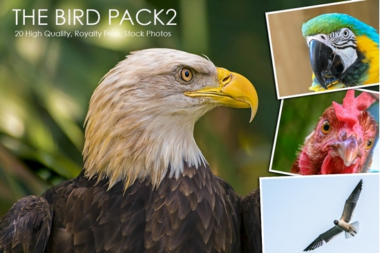 Picture of Bird Photo Pack 2