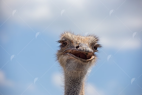 Picture of Ostrich