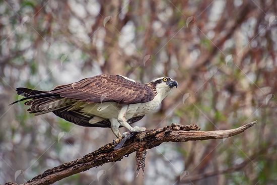 Picture of Osprey on Branch