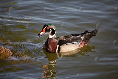 Picture of Male Wood Duck Swimming