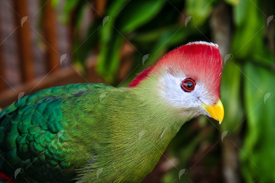 Picture of Red Crested Turacos