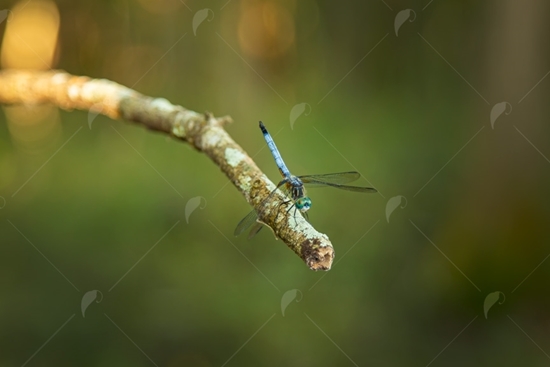 Picture of Male Blue Dasher Dragonfly
