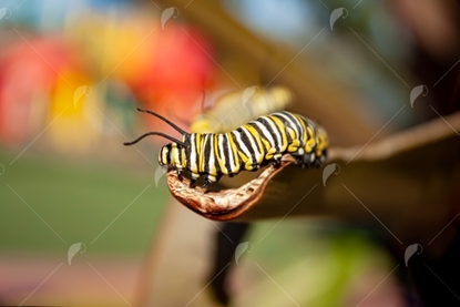 Picture of Manarch Catapiller