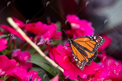 Picture of Monarch Butterfly On Pink Flower