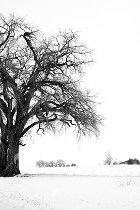Picture of Oak In The Snow