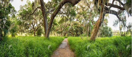 Picture of Oak Tree Path