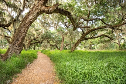 Picture of Oak Tree Path