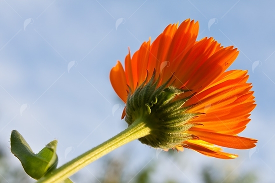 Picture of Orange Daisy From Below