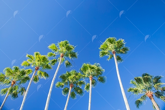 Picture of Phenox Palms