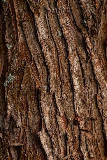 Picture of Pine Tree Bark