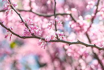 Picture of Pink Blooming Tree