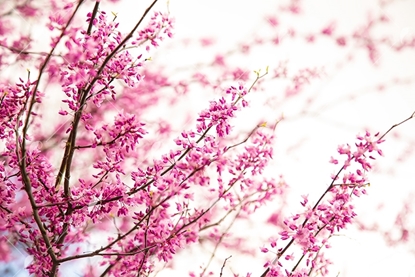 Picture of Pink Blooming Tree 2