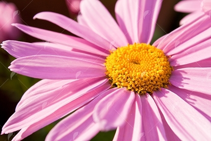 Picture of Pink Daisy