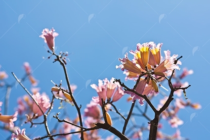 Picture of Pink Dogwood Tree