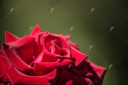 Picture of Red Rose Close