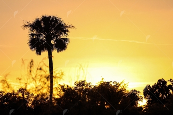 Picture of Sabel Palmetto Sunset Shadow