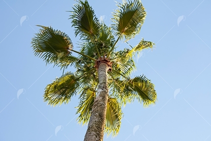 Picture of Sabel Palmetto Top