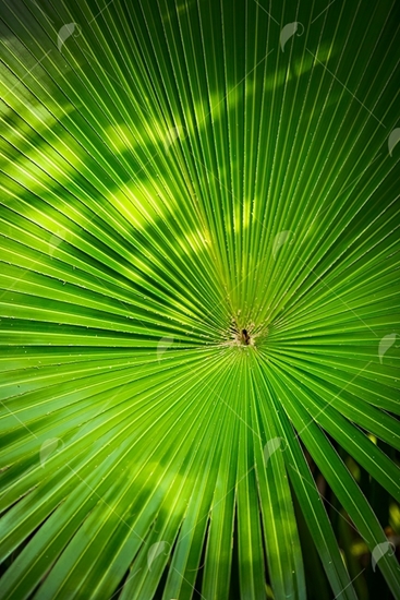 Picture of Saw Palmetto Leaf