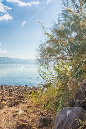 Picture of Sea Side Galilee Plants